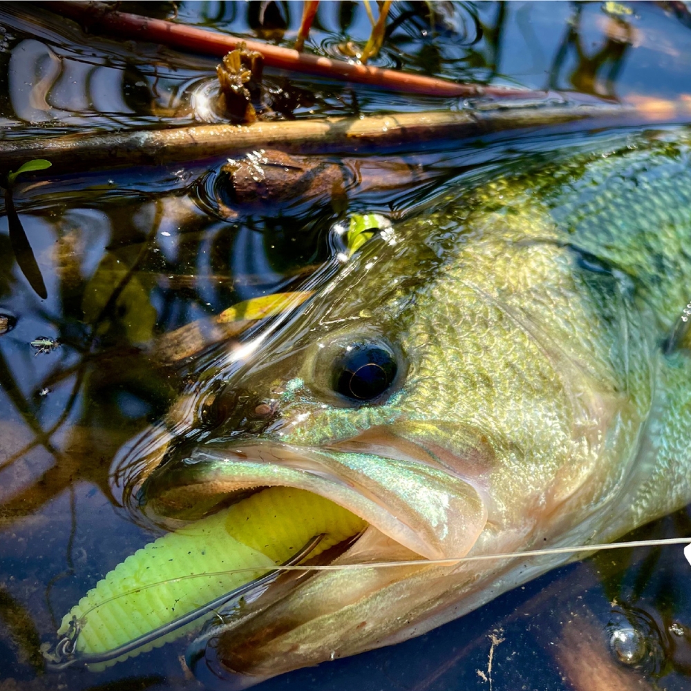 Cast&Catch SCREW-LOCK Weedless - Fishing Hook Weedless avis et prix